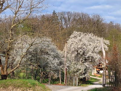 Bild 15 aus Hauser´s Hölzelmühle
