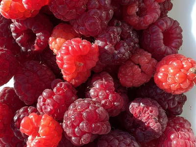 Bild 58 aus  Biohof Seidl