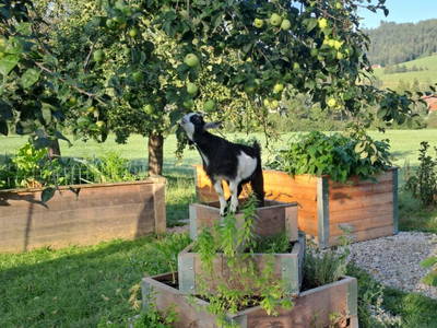 Bild 7 aus  Ferienhof Kandler