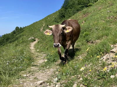 Bild 36 aus  Ferienhof Rösslar