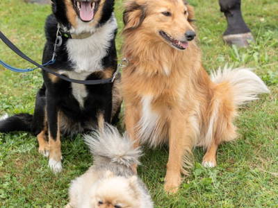 Bild 91 aus  Reiterhof Pfleger