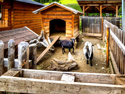 Bild 102 aus Biobauernhof Tonimörtl