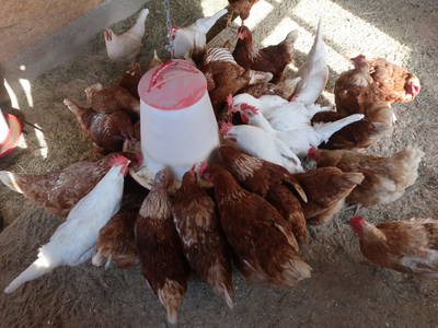 Bild 113 aus  Pieber-Staberhof