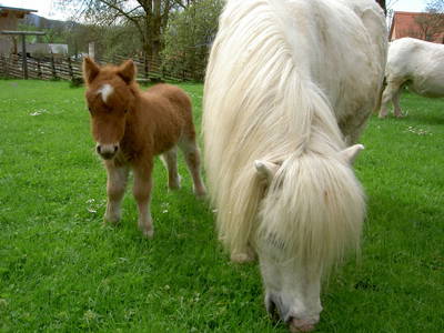 Bild 88 aus  Miniponyhof Wild