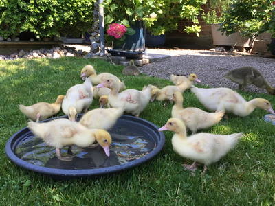 Bild 67 aus  Ostsee Ferienhof Kluvetasch