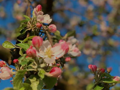 Bild 9 aus  Tiny House Odenwald