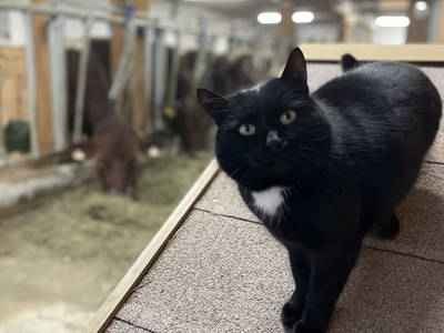 Bild 106 aus  Ferienhaus Oberpremgut