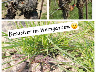 Bild 63 aus  Bio Weinbauernhof Wiesinger