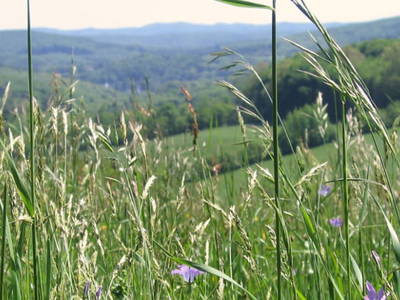 Bild 42 aus  Wolf-Hof