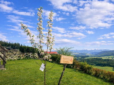 Bild 7 aus  Himmelbauer