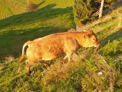 Bild 57 aus  Hudax Hütte