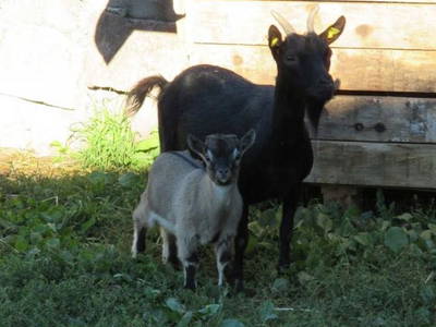 Bild 9 aus  Trafisölerhof