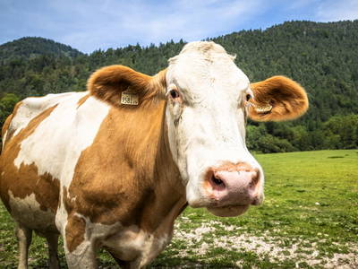 Bild 126 aus  Kesslerhof