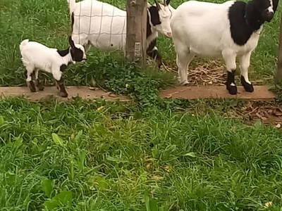 Bild 21 aus  Fötscherhof