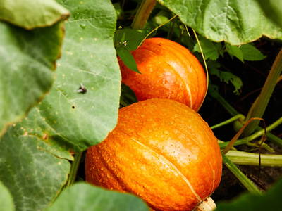 Bild 42 aus  Schwaigerlehen - Berngarten