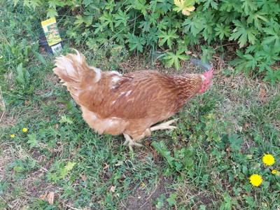 Bild 28 aus  Waldesruh