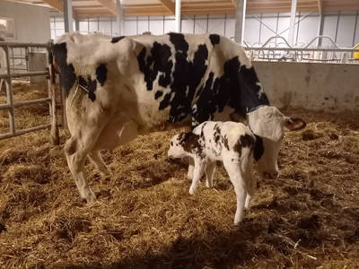 Bild 5 aus  Knödler Stadel