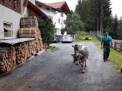 Bild 25 aus  Fergl's Hof