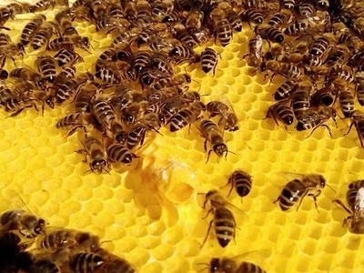 Bild 29 aus  Bauernhof Sonnenhuab