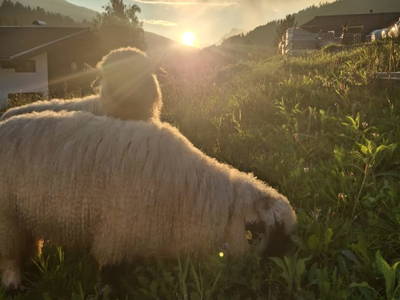 Bild 25 aus  Mühlraingut