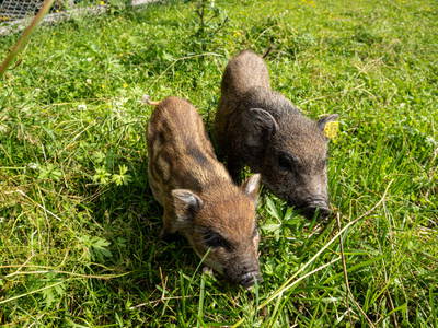 Bild 145 aus  Bio Naturhof Ottingerhof