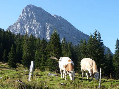 Bild 37 aus  Stückler - Hütte