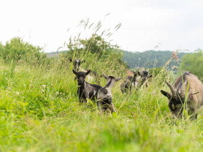 Bild 175 aus  Winzerhof Strablegg