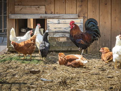 Bild 6 aus  Schaidreithof