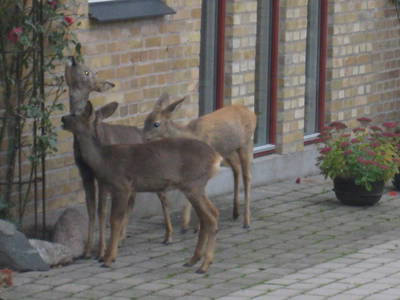 Bild 9 aus  Folehavegaard