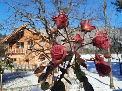 Bild 55 aus  Spitzenhof