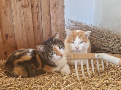 Bild 12 aus  Marteshof