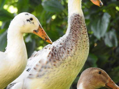 Bild 180 aus  Familienparadies Fuggerhof