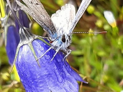 Bild 44 aus  Hoislbauernhütte