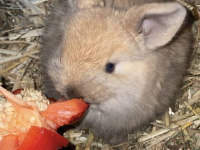 Bild 37 aus  Hirzhof