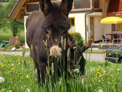 Bild 16 aus  Landhaus Rombach