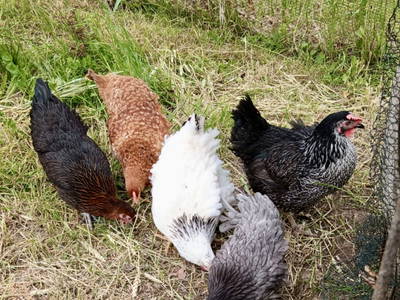 Bild 9 aus  Hof Belvedere an der Ostsee