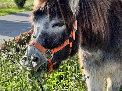 Bild 40 aus  Freizeit- und Ferienreiterhof Odenwald