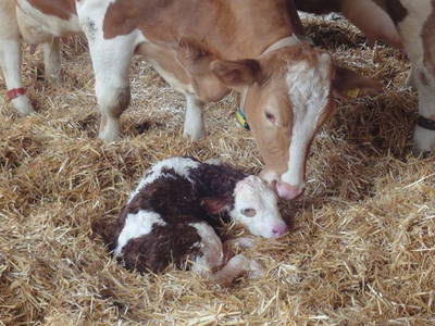 Bild 13 aus  Steigerwaldhof Krafft