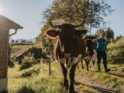 Bild 12 aus  Gasperhof