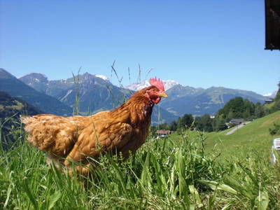 Bild 12 aus  Bergbauernhof Ganahl