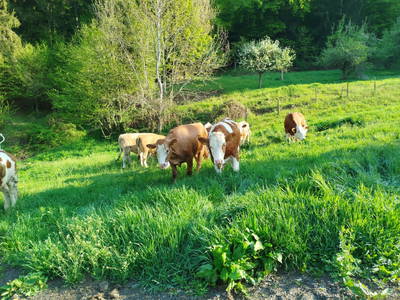 Bild 132 aus Promschhof