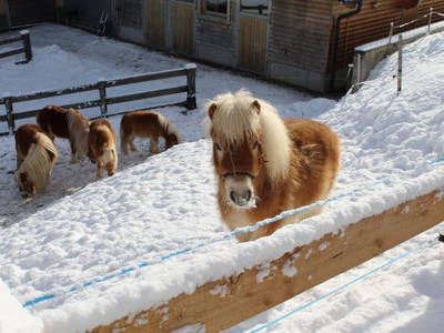 Bild 15 aus  Landhaus Eiter