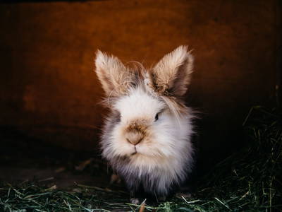 Bild 21 aus  Ferienhaus am Bognerhof