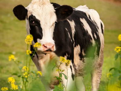 Bild 34 aus  Biohof Stadlbauer