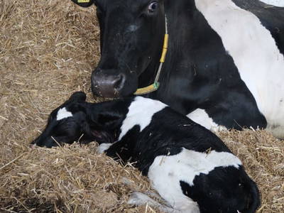 Bild 116 aus  Pieber-Staberhof