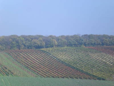 Bild 20 aus  Urlaubs - Weingut Kriegl