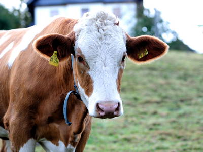 Bild 11 aus  Steffahof - Mitglied von LandSelection