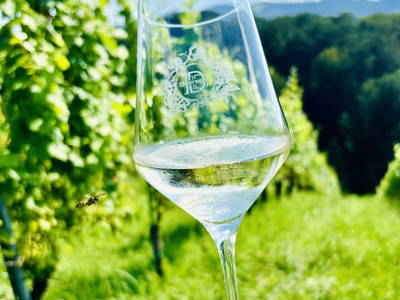 Bild 22 aus  Weingut Dworschak