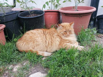 Bild 54 aus  Bauernhof & Erlebnisimkerei Adamk