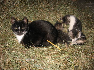 Bild 21 aus  Untermoos